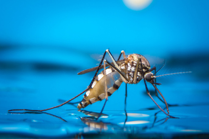 谷歌子公司欲用人工智能技術消滅蚊子